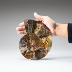 Genuine Polished Ammonite Slice with Display Stand // 7.5"