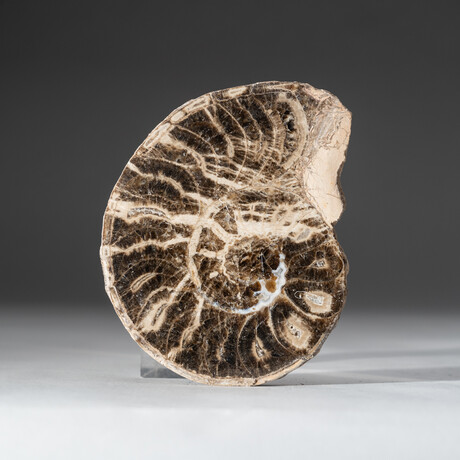 Calcified Ammonite Half From Madagascar (177g) with Display Stand