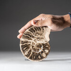 Calcified Ammonite Half From Madagascar (177g) with Display Stand