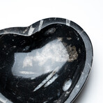 Genuine Polished Goniatite Fossil Heart Dish