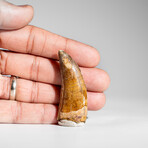 Genuine Natural Carcharodontosaurus Dinosaur Tooth in Display Box // 2"