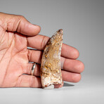 Genuine Natural Carcharodontosaurus Dinosaur Tooth in Display Box // 3"