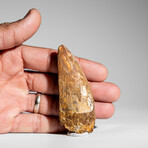 Genuine Natural Carcharodontosaurus Dinosaur Tooth in Display Box // 3.25"