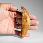 Genuine Natural Carcharodontosaurus Dinosaur Tooth in Display Box // 4.25"