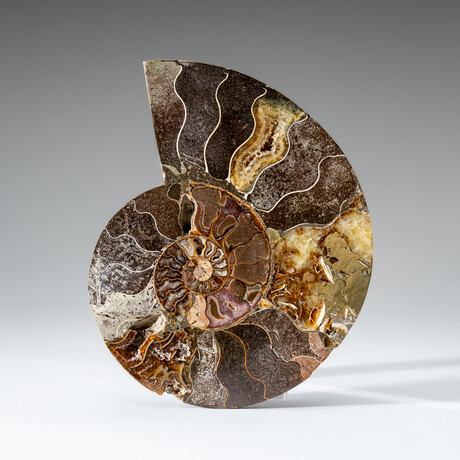 Genuine Polished Ammonite Slice with Display Stand // 7.5"