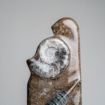 Genuine Polished Ammonite and Orthoceras Brown Statue // 16"