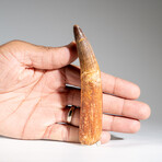 Genuine Natural Mosasaurus Dinosaur Tooth in Display Box // 4.75"