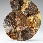 Genuine Polished Ammonite Slice with Display Stand // 7.5"