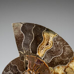 Genuine Polished Ammonite Slice with Display Stand // 7.5"