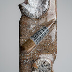 Genuine Polished Ammonite and Orthoceras Brown Statue // 16"