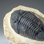 Genuine Single Metacanthina Issoumourensis Trilobite Fossil in Matrix