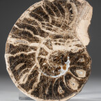 Calcified Ammonite Half From Madagascar (177g) with Display Stand