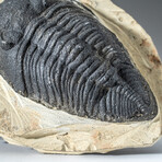 Genuine Single Metacanthina Issoumourensis Trilobite Fossil in Matrix