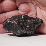 Genuine Sikhote Alin Meteorite in Display Box // 99.5 g