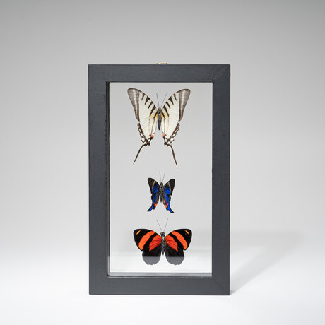 3 Large Genuine Butterflies in Black Display Frame