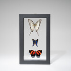 3 Large Genuine Butterflies in Black Display Frame