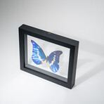 Genuine Single Morpho Helena Butterfly in Black Display Frame