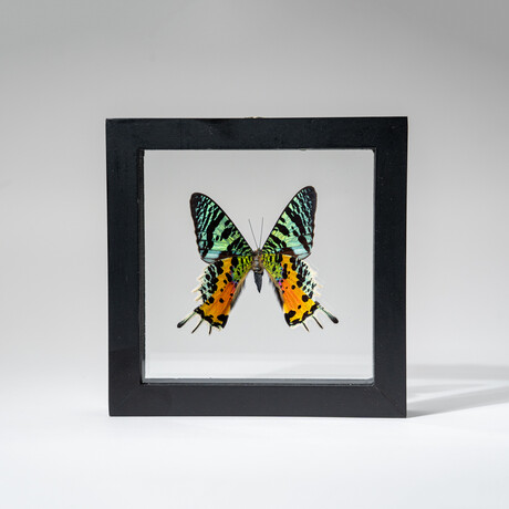 Genuine Single Urania Ripheus Butterfly in Black Display Frame