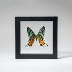 Genuine Single Urania Ripheus Butterfly in Black Display Frame