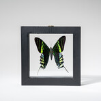 Genuine Single Urania Leilus in Black Display Frame