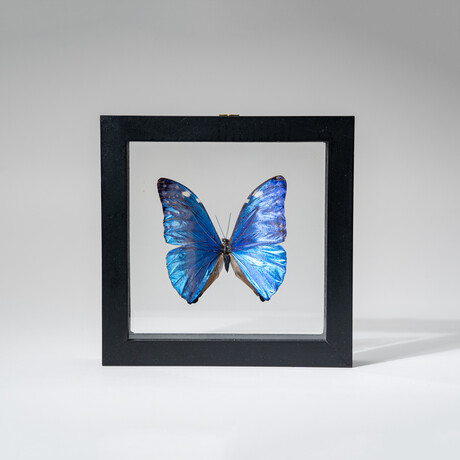 Genuine Single Morpho Marcus Butterfly in Black Display Frame