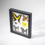 Genuine 6 Butterflies in Black Display Frame