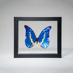 Genuine Single Morpho Helena Butterfly in Black Display Frame