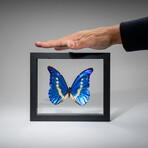 Genuine Single Morpho Helena Butterfly in Black Display Frame