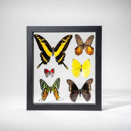 Genuine 6 Butterflies in Black Display Frame