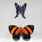 3 Large Genuine Butterflies in Black Display Frame