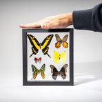 Genuine 6 Butterflies in Black Display Frame