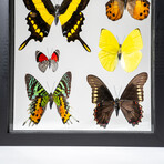 Genuine 6 Butterflies in Black Display Frame