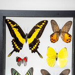 Genuine 6 Butterflies in Black Display Frame