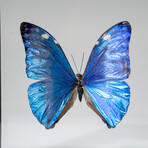 Genuine Single Morpho Marcus Butterfly in Black Display Frame