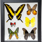 Genuine 6 Butterflies in Black Display Frame