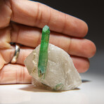 Green Tourmaline in Quartz from Gilgit District, Gilgit-Baltistan, Pakistan