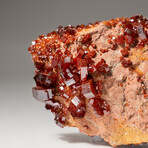 Genuine Vanadinite Crystal Cluster on Matrix from Morocco // 247.1 grams