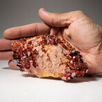 Genuine Vanadinite Crystal Cluster on Matrix from Morocco // 247.1 grams