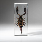 Genuine Single Black Scorpion in Lucite II