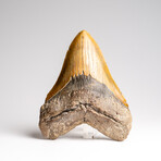 Genuine Megalodon Shark Tooth in Display Box I // 372 g