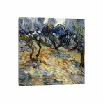 Olive Trees by Vincent van Gogh (18"H x 18"W x 1.5"D)
