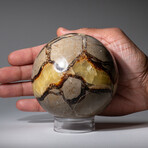 Genuine Polished Septarian Sphere on Acrylic Stand