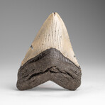 Genuine Megalodon Shark Tooth in Display Box // 84.7g