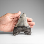 Genuine Megalodon Shark Tooth in Display Box // 210g