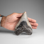 Genuine Megalodon Shark Tooth in Display Box // 241.1g