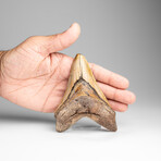 Genuine Megalodon Shark Tooth in Display Box // 178g