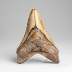 Genuine Megalodon Shark Tooth in Display Box // 178g