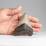 Genuine Megalodon Shark Tooth in Display Box // 84.7g
