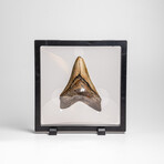 Genuine Megalodon Shark Tooth in Display Box // 178g
