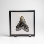 Genuine Megalodon Shark Tooth in Display Box // 210g